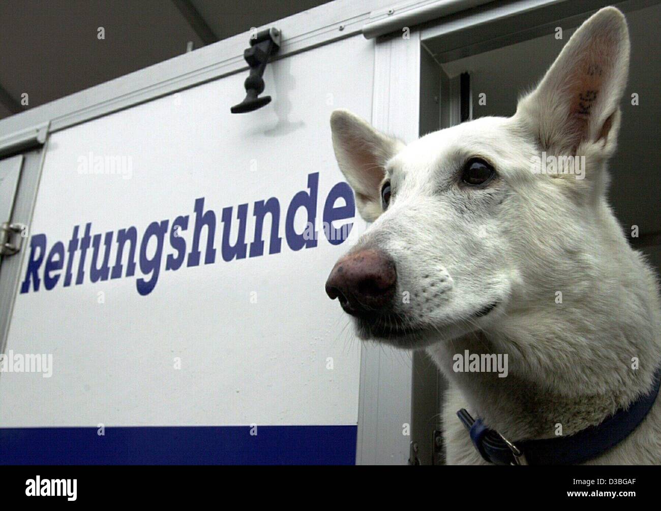 (dpa) - The white shepherd dog Candy, specially trained by the German Technisches Hilfswerk (Technical Emergency Relief Service) to find victims, waits for its flight to Algeria, in Frankfurt, 22 May 2003. The writing to its left reads 'Rettungshunde' (rescue dogs). At least 538 people were killed a Stock Photo