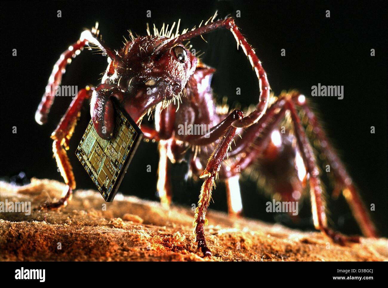 (dpa) An ant carrying a computer chip in its mouthparts advertises