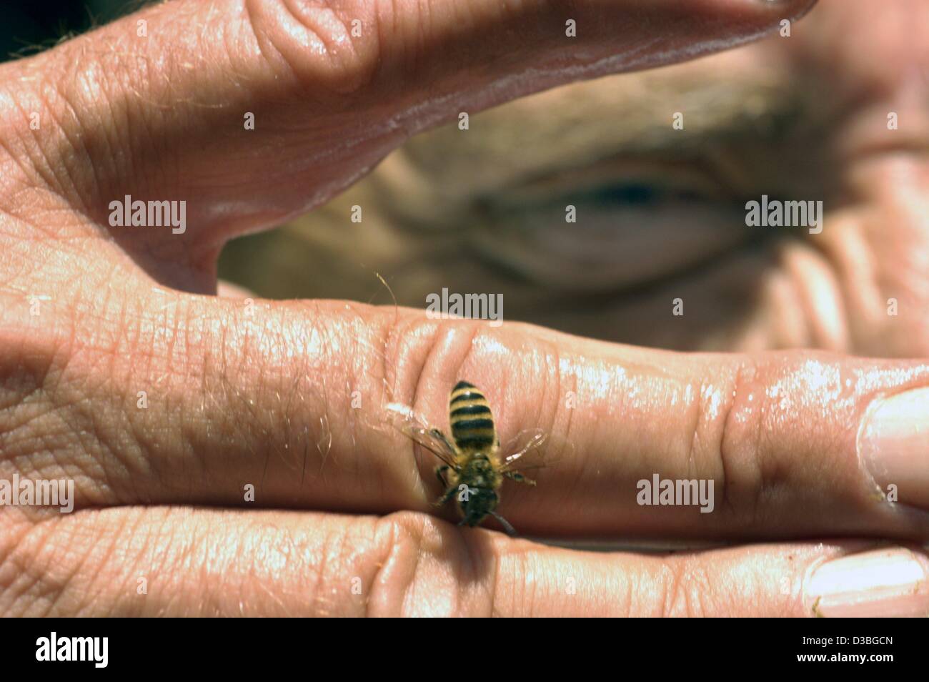 (dpa) - A bee is sitting on the finger of bee-keeper Manfred Hofmeister, Munich, 6 June 2003. The honey bee (Apis mellifera) is presently endangered by the varroa mite. As many hives are infected with this parasite beekeepers are expecting great losses. The varroa mite is responsible for a smaller c Stock Photo
