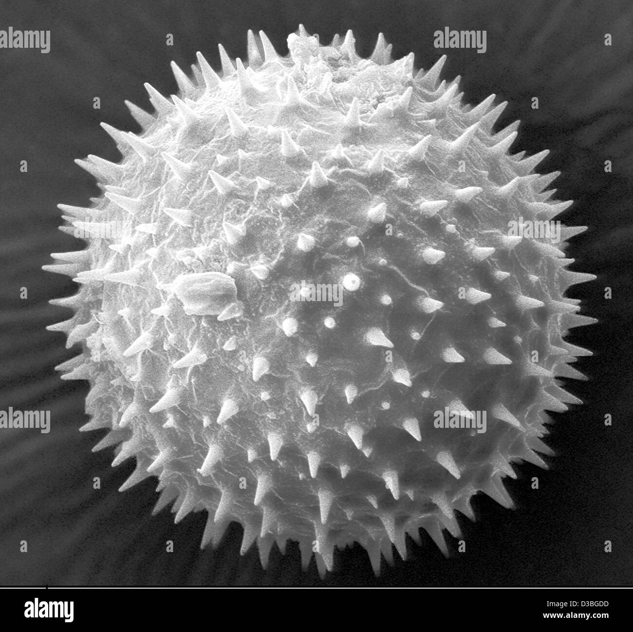(dpa) - The undated handout of the Friedrich Schiller University in Jena shows an extremely enlarged pollen. The picture was taken with a modern scanning electron microscope of the recently founded EMZ institute at the medical faculty of the Jena university. Stock Photo