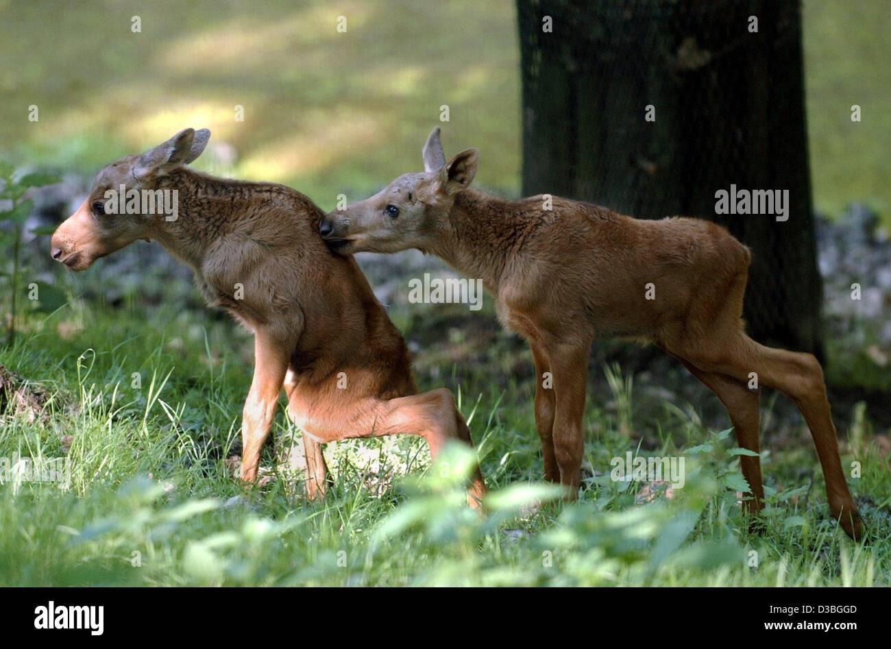 (dpa) - The first steps are the hardest: The baby mooses born on 22 May learn to walk in the deer park near Vahrendorf, Germany, 27 May 2003. They are about 80 cm large. Stock Photo