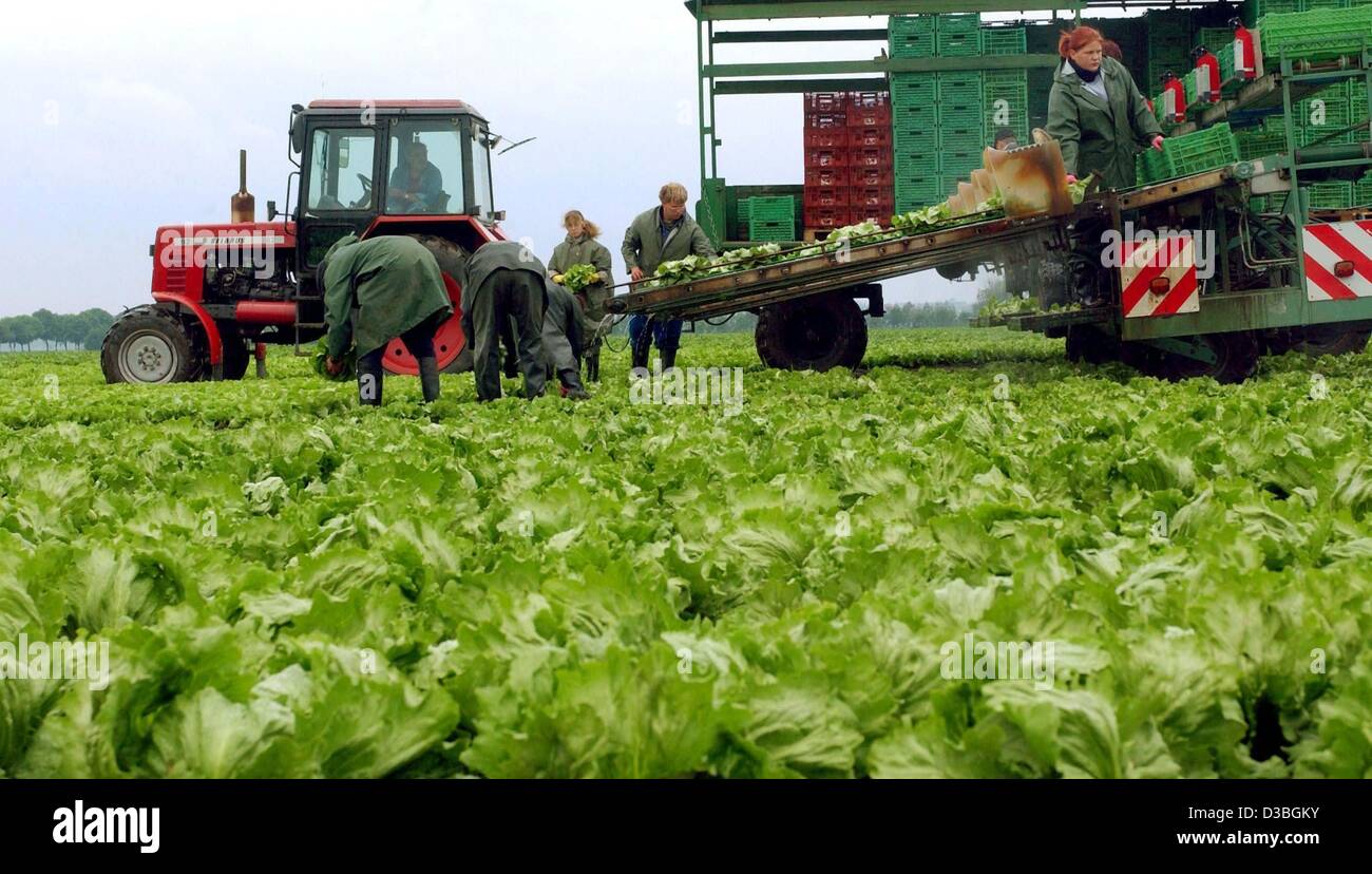 (dpa) - Employees of the Golzow group harvest lettuce near Seelow, Germany, 20 May 2003. In one of Germany's biggest agricultural businesses havesting time has started. The Golzow vegetable farmers planted several lettuce types on 500 hectares. The goods are mainly destined for Berlin's market. Stock Photo