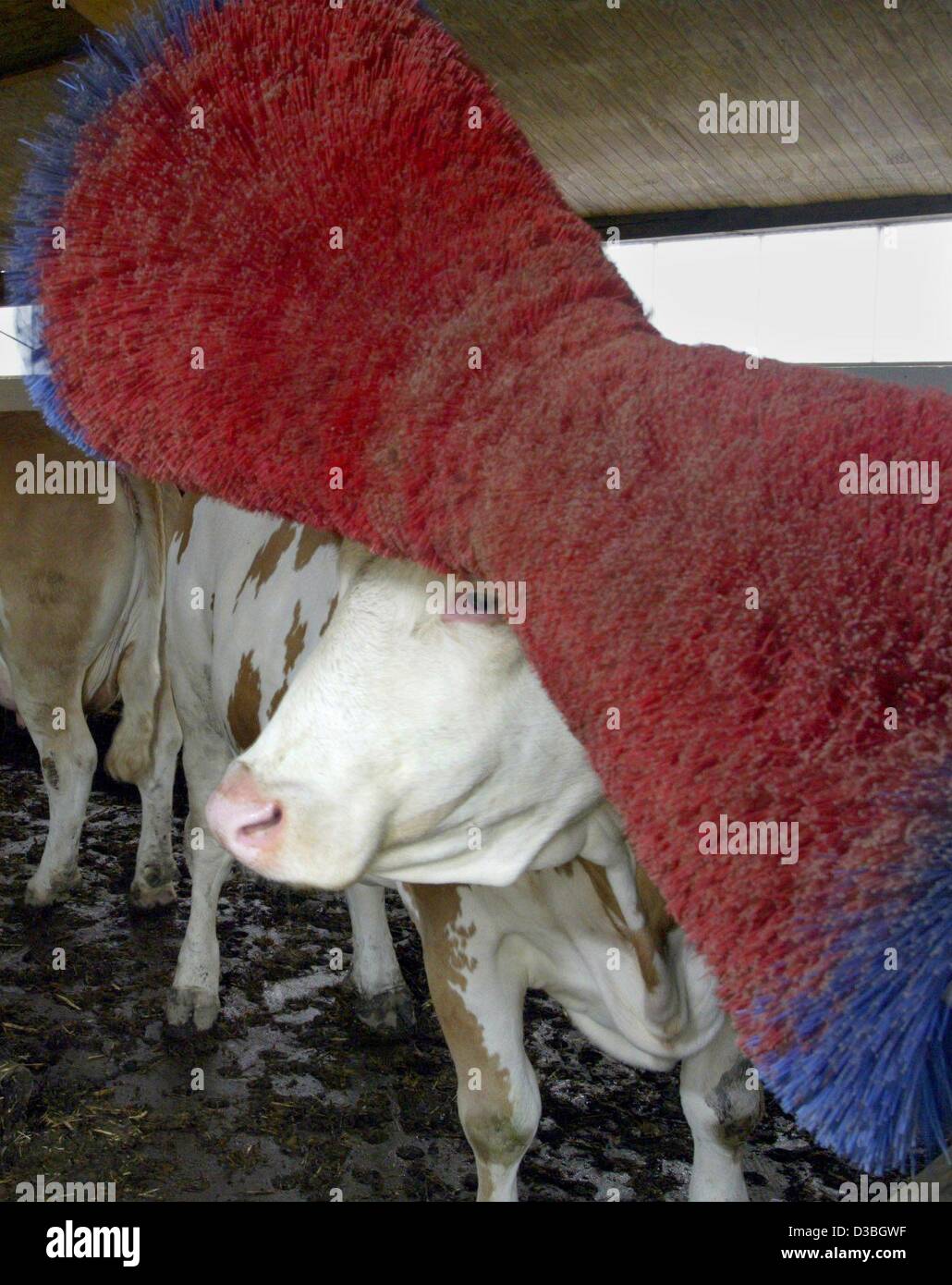 dpa) - The cows of farmer Hubert Imbusch are cleaned in a cow wash on a  farm in Wuelfrath, Germany, 7 May 2003. The cow washing machine 'Happycow'  has brushes which were