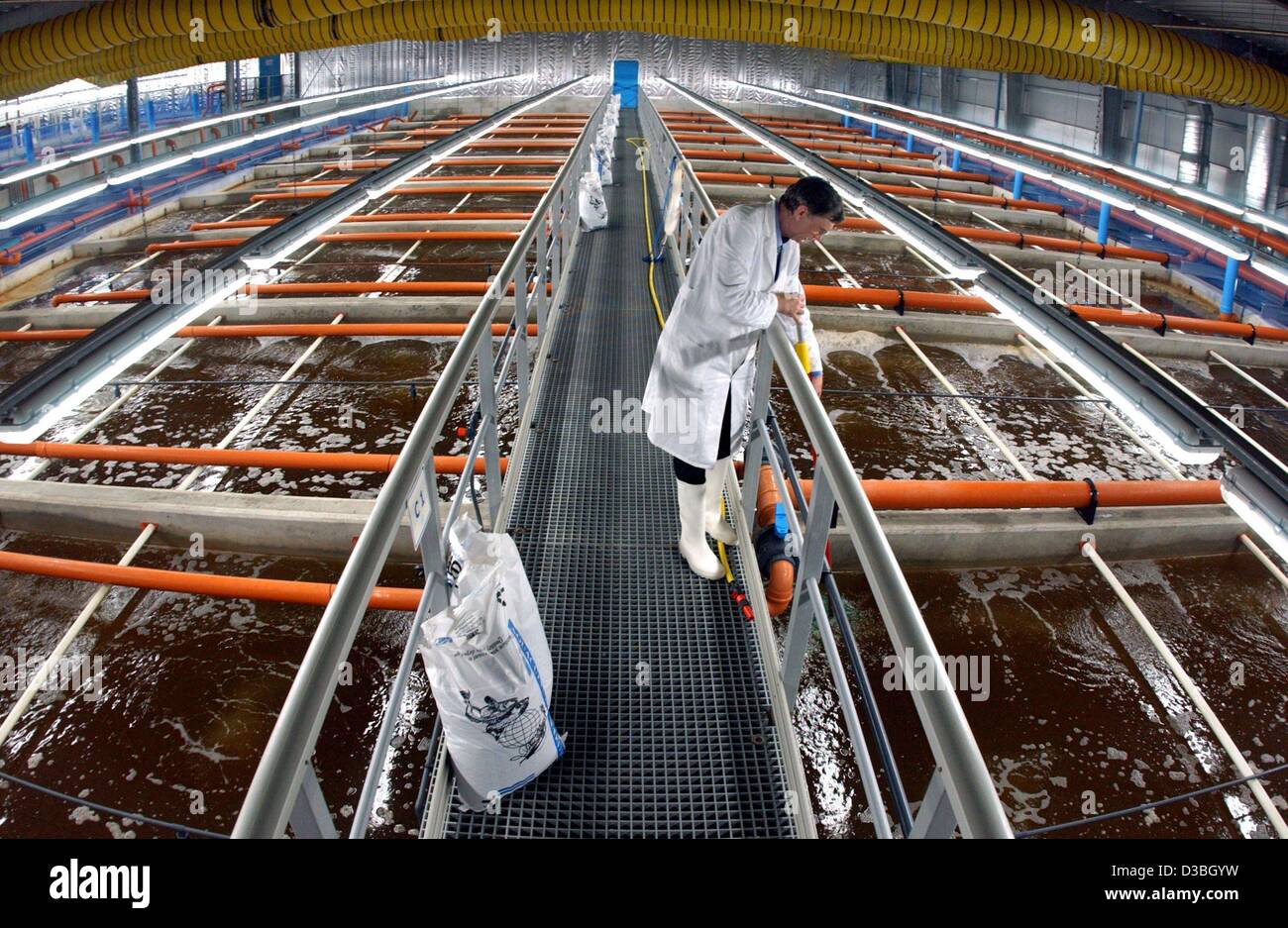 (dpa) - Burkhard Klein checks the water quality in the basins of the shrimp breeding station Josa in Schlotheim, Germany, 30 April 2003. The company breeds tropical shrimp and prawn in a saltwater circuit. Currently there are 2.5 million animals growing in 27 basins. The shrimps grow to a size of up Stock Photo