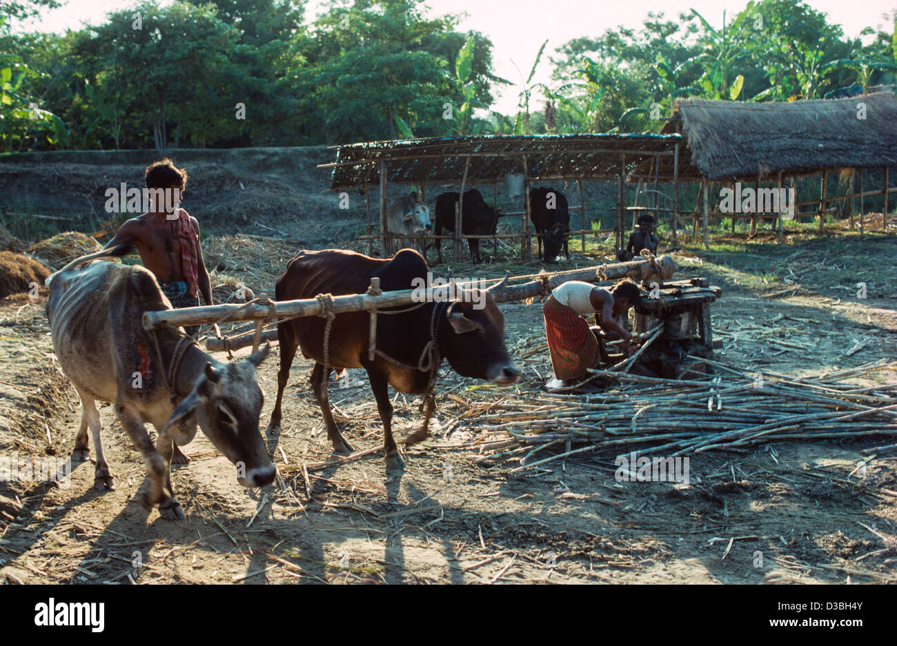 Farm workers operating a low-tech, cattle- powered sugarcane crusher. Madaripur, Bangladesh Stock Photo