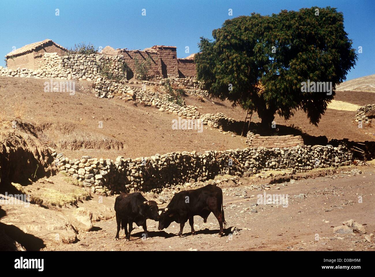 (dpa files) - Cattle stand in the court of a farm in the village of Maragua, near Sucre, Bolivia, 2002. Although Bolivia is rich in natural ressources, it is one of the poorest countries in Latin America. Stock Photo