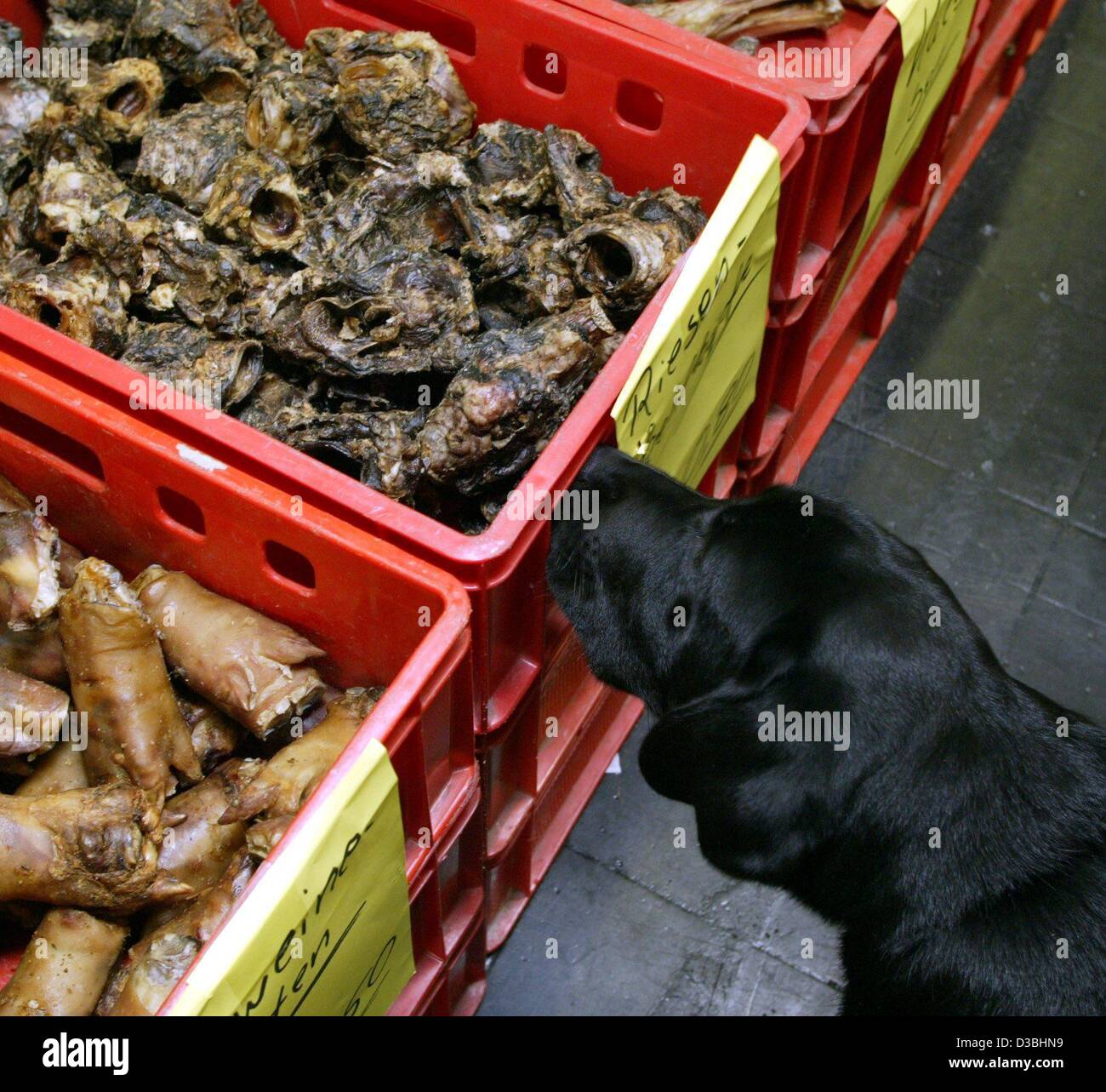 (dpa) - This Labrador sniffs at a stand of bites for dogs which are for sale at the world dog show in Dortmund, Germany, 30 May 2003. Around 18,700 pure bred dogs from 55 countries attend the show. It is also for the first time that a category for the most beatiful crossbreed dog was included in the Stock Photo