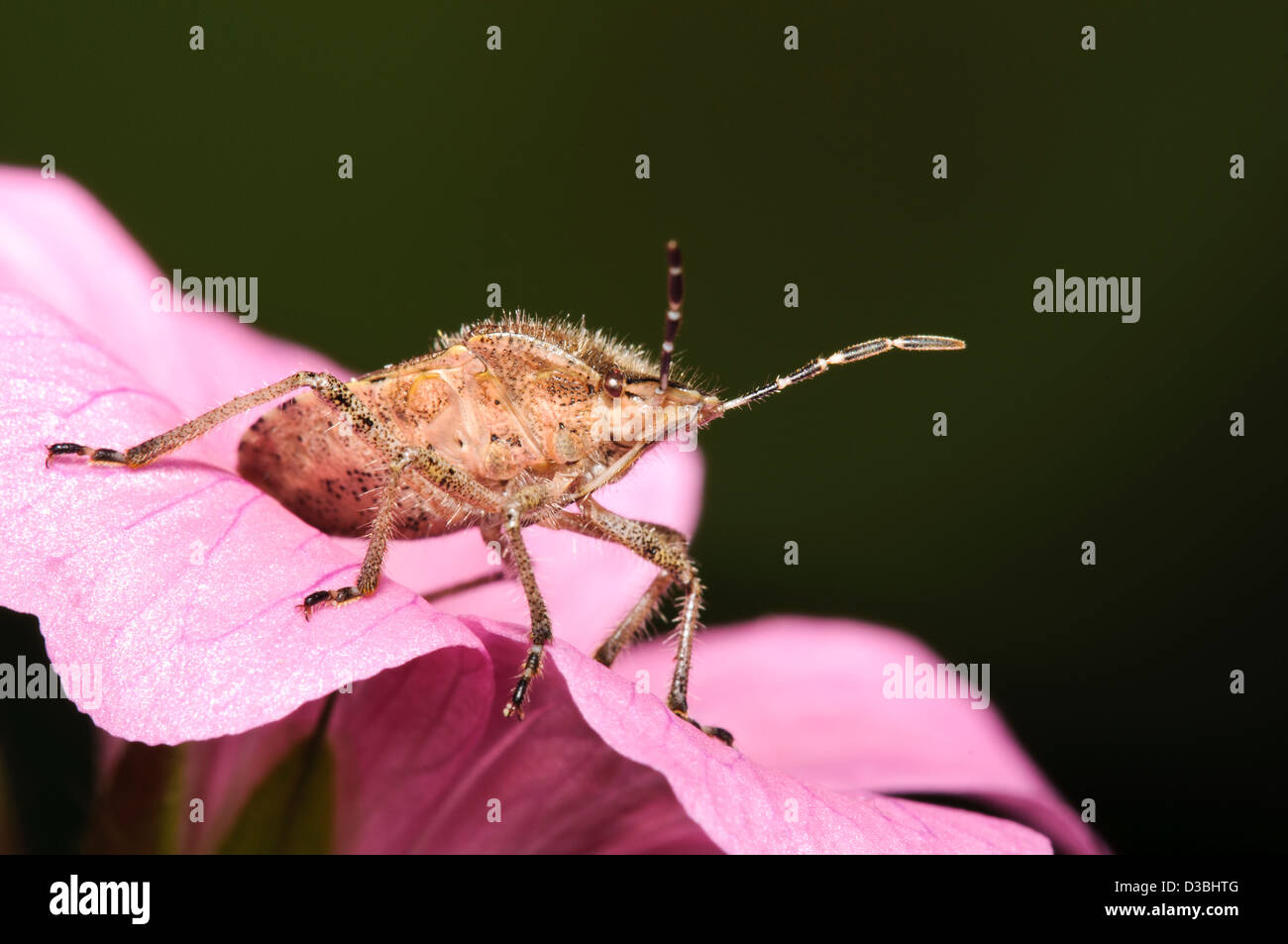 An adult sloe bug (Dolycoris baccarum) standing on a pink flower in a garden in Belvedere, kent. September. Stock Photo