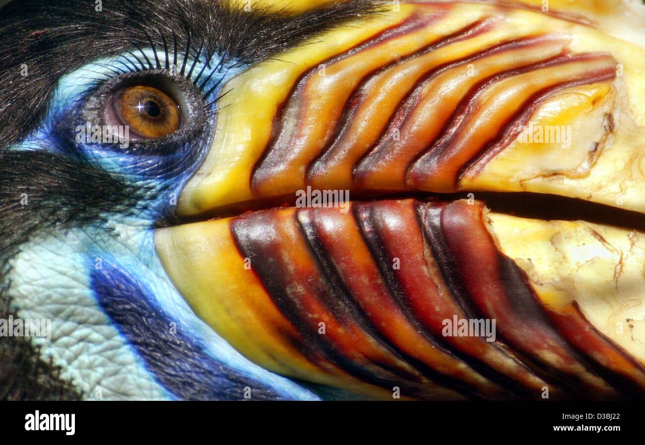 (dpa) - The eye and beak of a Sulawesi hornbill are seen in the bird park in Walsrode, Germany, 22 April 2003. Usually, Sulawesi hornbills live on the Indonesian islands of Sulawesi, Lembeh, and Togian, where it occurs in evergreen forests up to 1800m. In South Sulawesi, this species has been declar Stock Photo