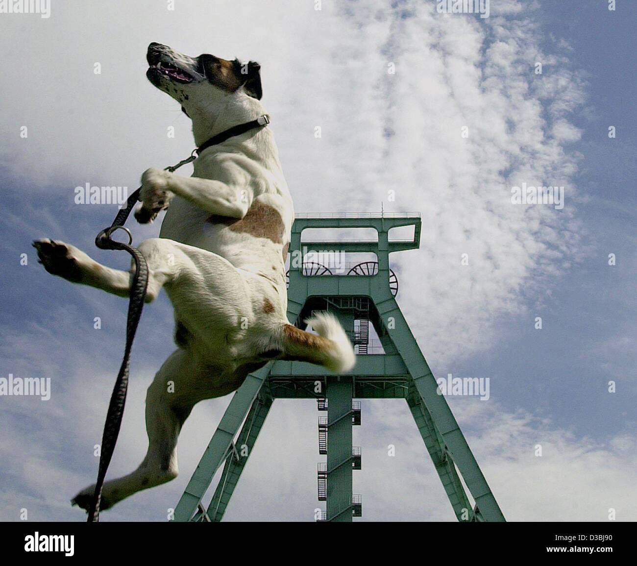 (dpa) - Terrier Alex is flying high in front of the German mining museum in Bochum, Germany, 2 May 2003. Stock Photo
