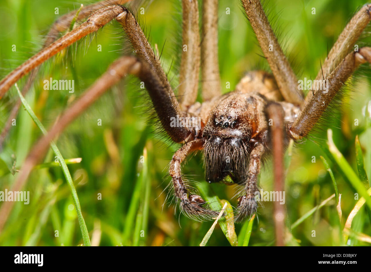 An adult male house spider (Tegenaria gigantea) walking across a lawn (having been ejected from the house). Stock Photo