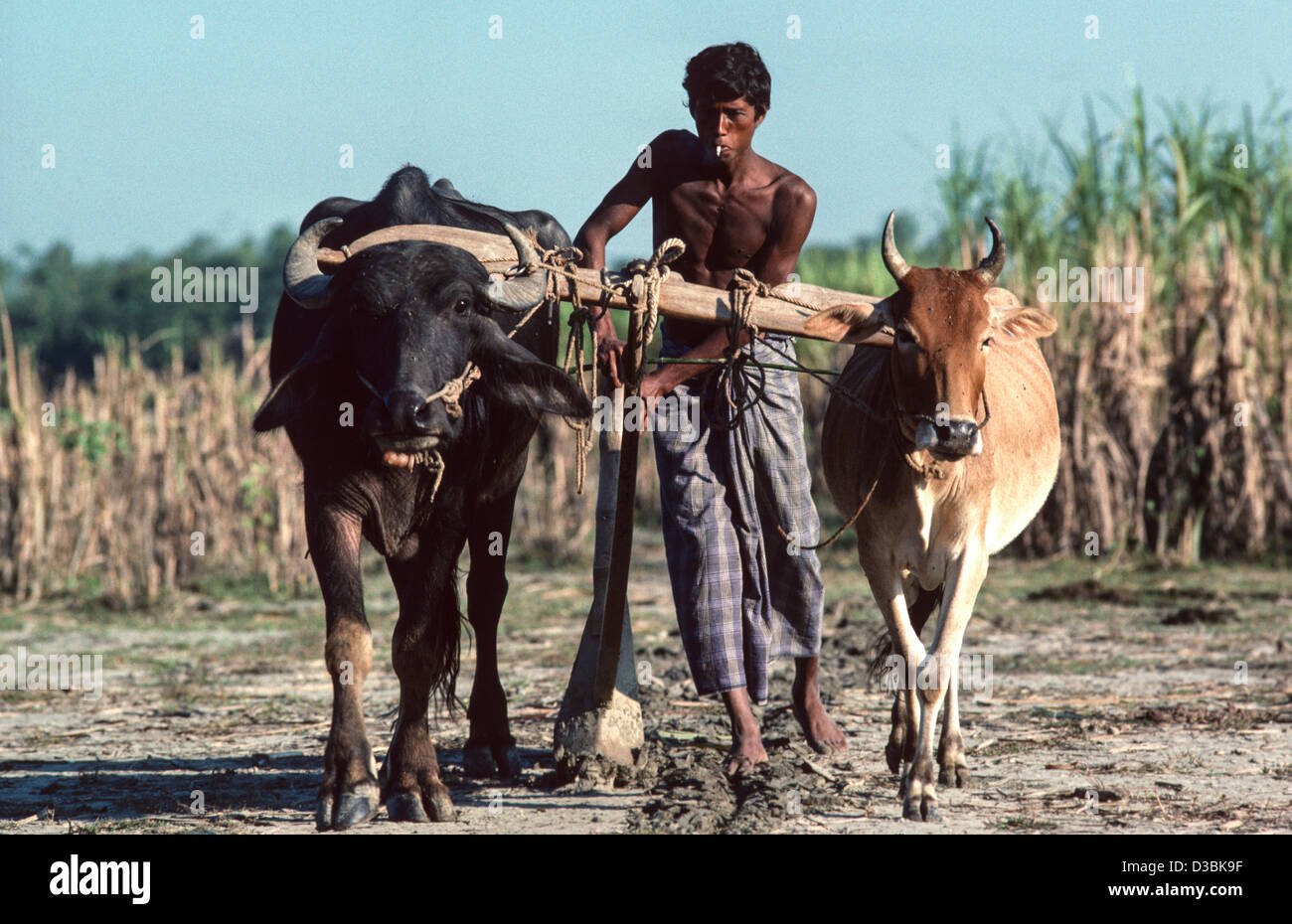 Farmer using a water buffalo yoked to a cow to plough his field after