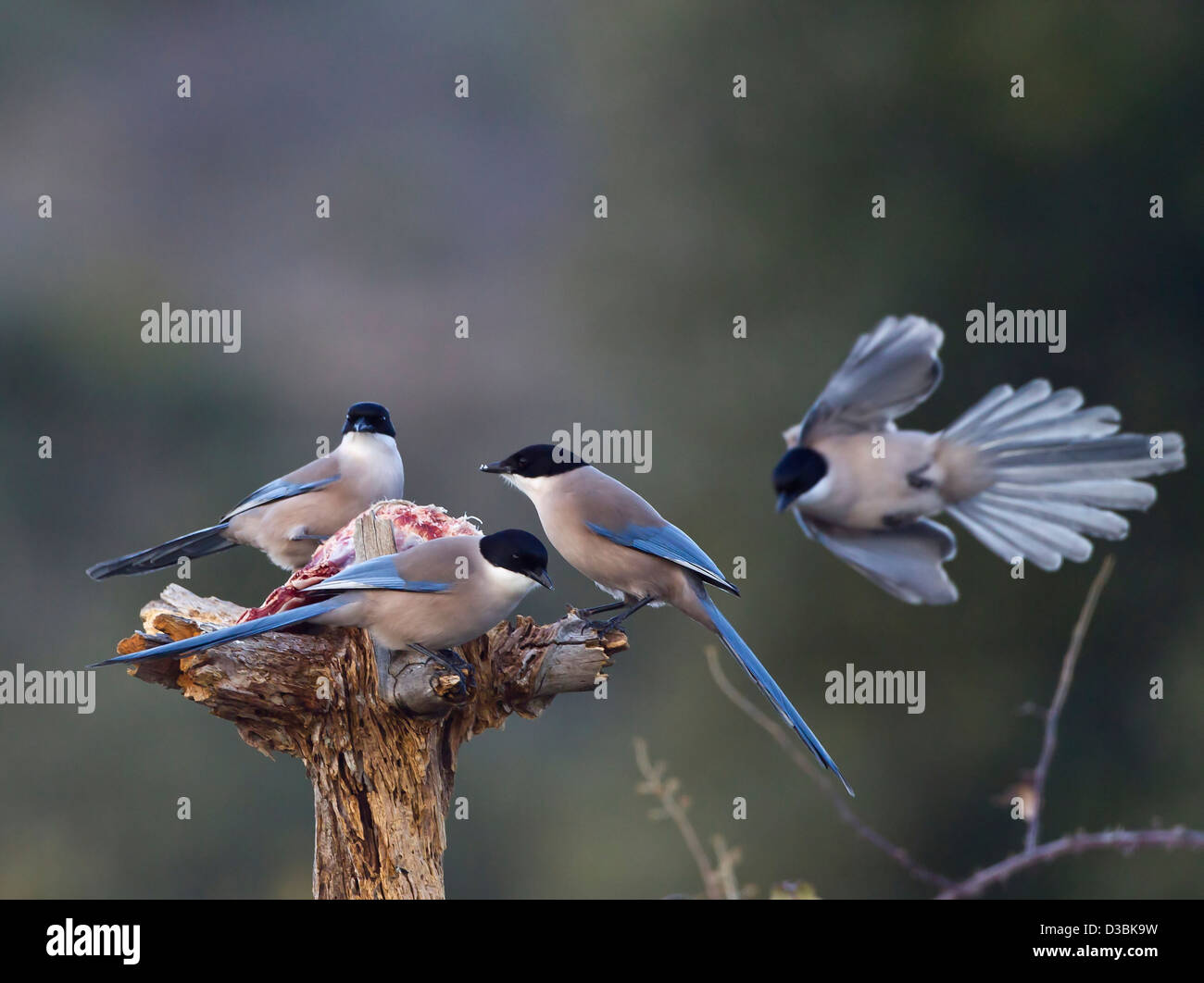 Azure winged Magpies Cyanopica cyana  feeding on carrion Spain Stock Photo