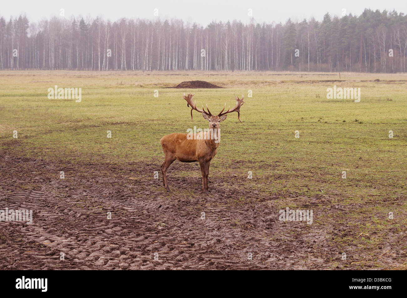 Dear stag in nature Stock Photo