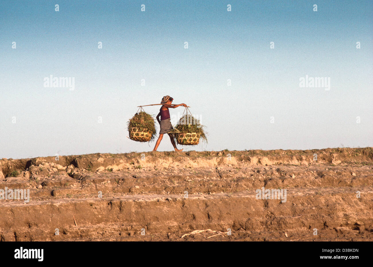 Boy walking along a river bank, carrying two baskets of rice straw on ...