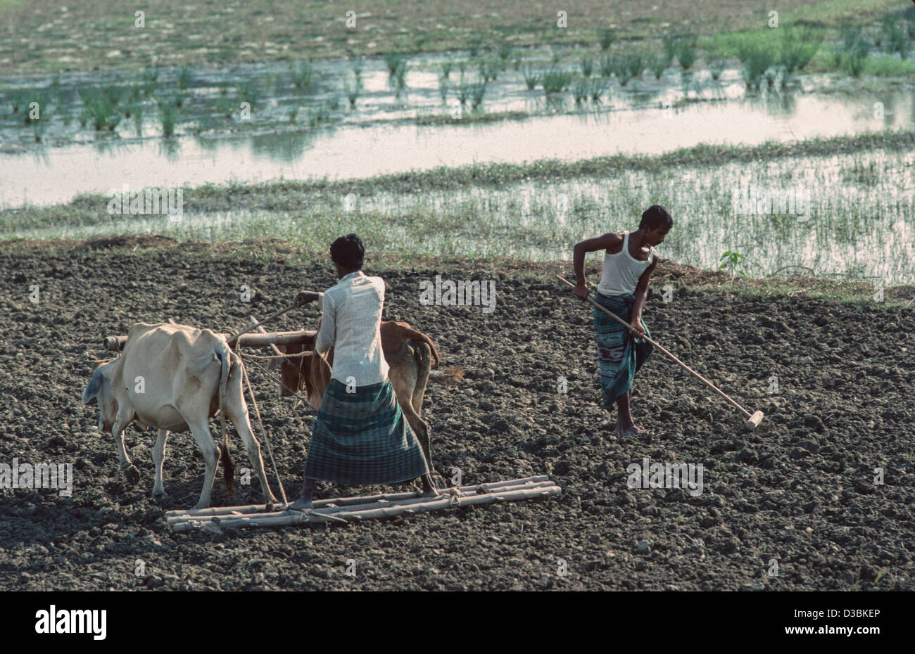 Farm labourer breaking up the soil with a board harrow pulled by oxen. Another farm worker is breaking up the soil by hand. Tangail, Bangladesh Stock Photo