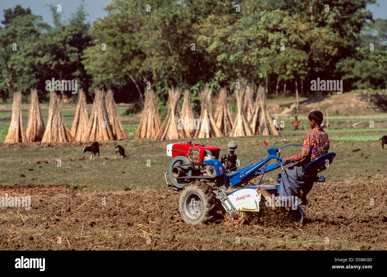 Young farm worker tilling the land with a Chinese petrol driven rotavator. Stacked in the background are jute sticks. Bangladesh Stock Photo