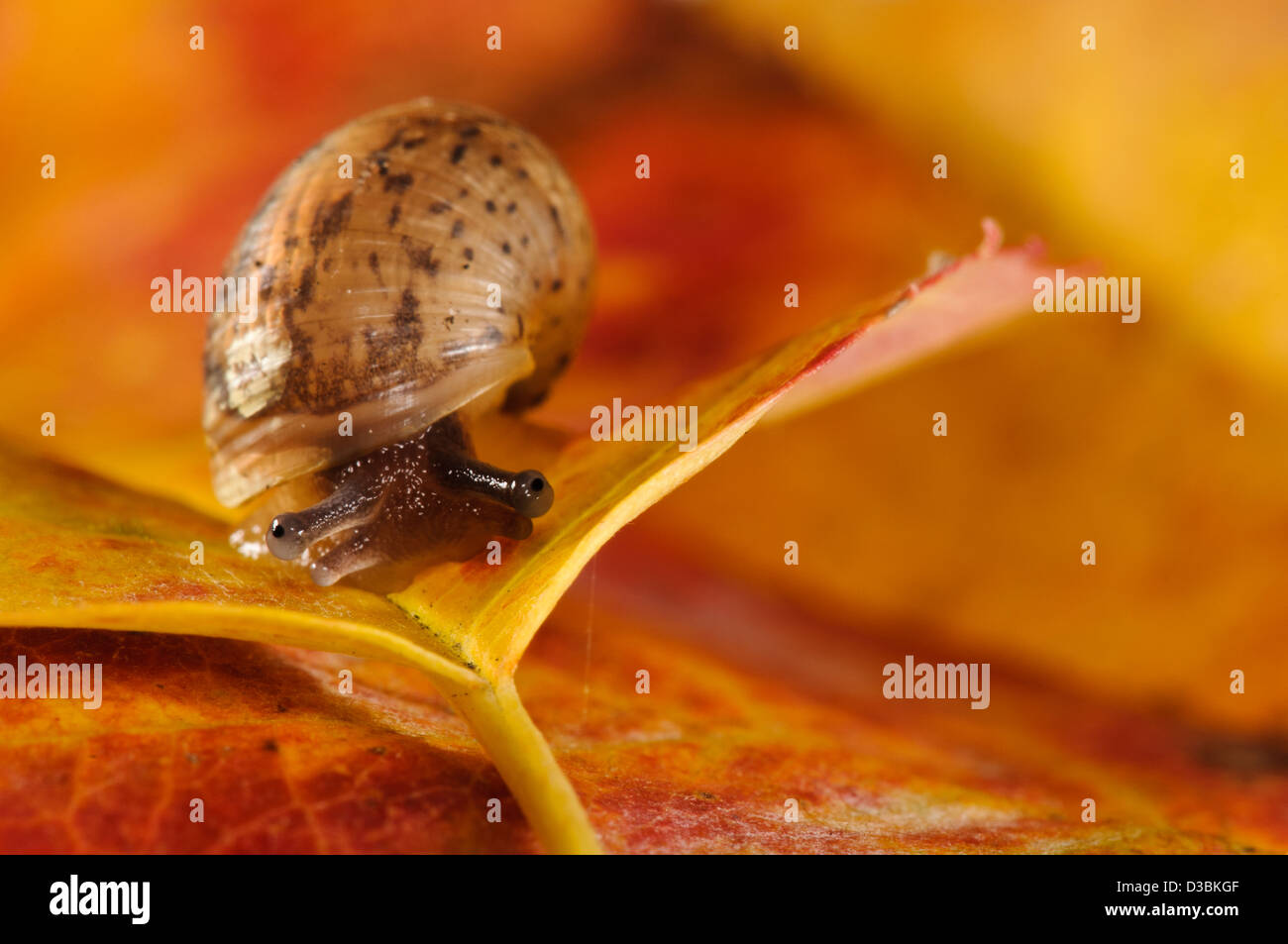 A baby garden snail (Cornu aspersum aka Helix aspersa) on an autumn