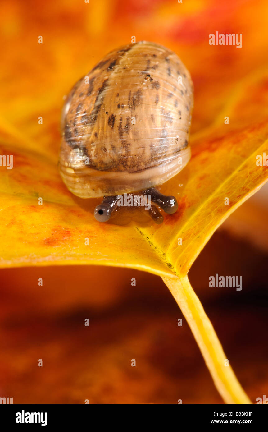 A baby garden snail (Cornu aspersum aka Helix aspersa) on an autumn