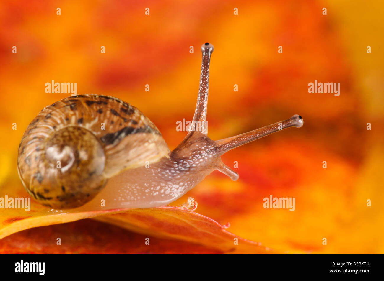 A baby garden snail (Cornu aspersum aka Helix aspersa) on an autumn