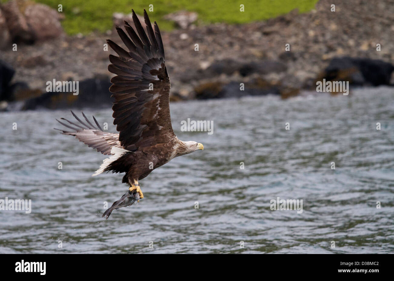 A Sea Eagle attacking in the sound of Raasay just off the Isle of Skye Stock Photo