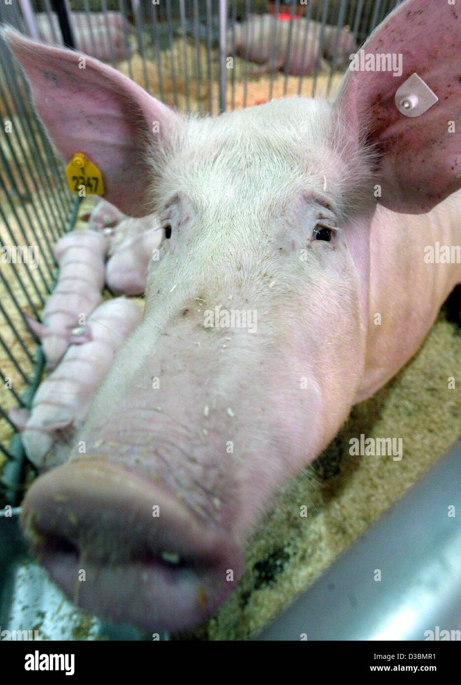 (dpa) - A sow looks out of a small animal cot during the agricultural trade fair 'Agra 2003' in Markleeberg, Germany, 22 May 2003. More then 750 exhibitors present their range of products concerning agriculture and livestock husbandry. The fair will last until 25 May 2003. Stock Photo