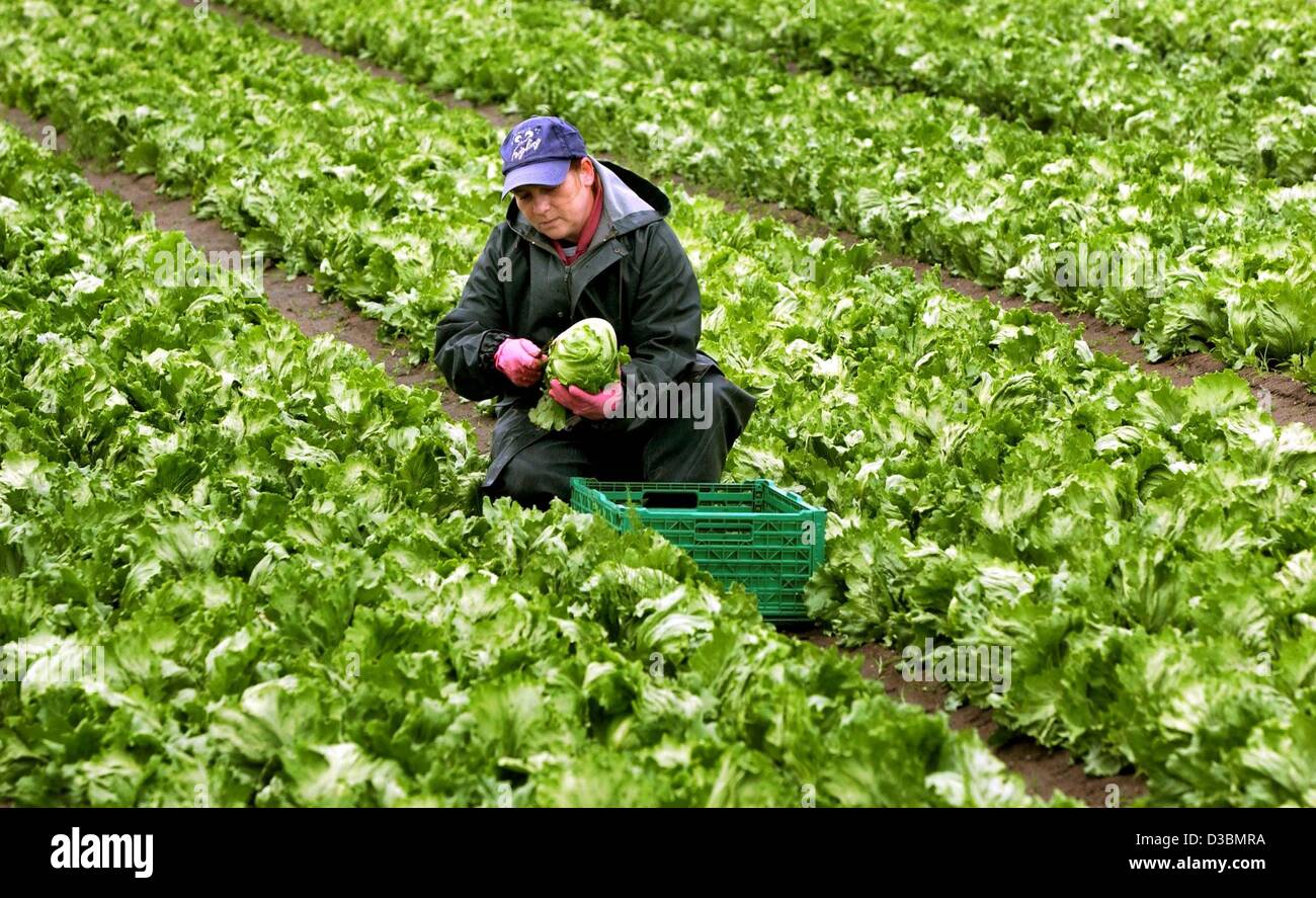 (dpa) Petra Wallach, an employee of the Golzow group, harvests lettuce near Seelow, Germany, 20 May 2003. In one of Germany's biggest agricultural businesses havesting time has started. The Golzow vegetable farmers planted several lettuce types on 500 hectares. The goods are mainly destined for Berl Stock Photo