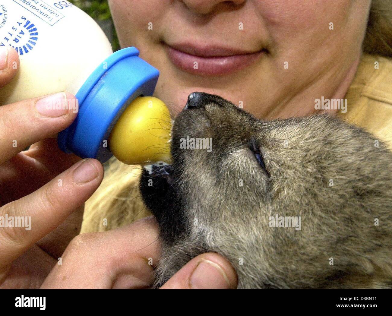 Dpa Imke Heyter Feeds A Little Baby Wolf With Milk From A Bottle Stock Photo Alamy Dpa Imke Heyter Feeds A Little Baby Wolf With Milk From A Bottle Stock Photo Alamy