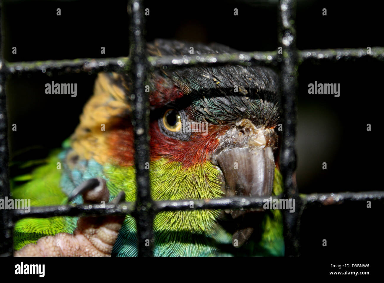 Caged parrot Stock Photo