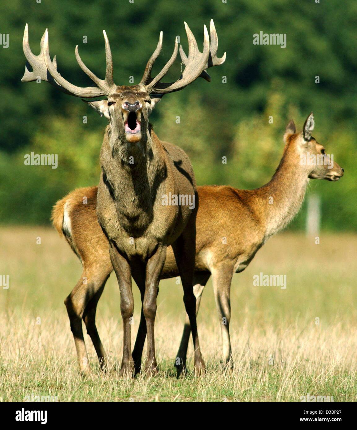 (dpa) - A red deer tries to impress a female animal with its rutting noises on the Hirschaue farm in Birkholz, Germany, 23 September 2003. On an area of around 100 hectares about 1,000 dams, deer and wild boars are kept. Stock Photo