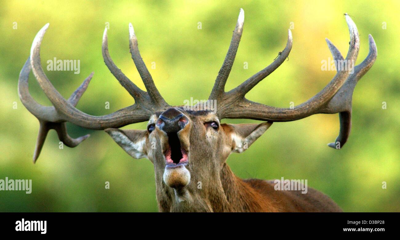 (dpa) - A red deer defends its territory with its rutting noises on the ...