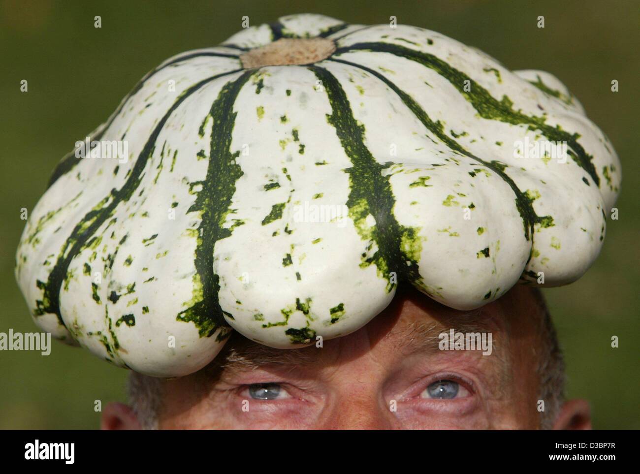 (dpa) - Also useful as a natural headwear: The Dutch farmer Wolter Wassink from Vorden carries an exceptional pumpkin on his head, in Neuenkirchen, Germany, 1 October 2003. Stock Photo