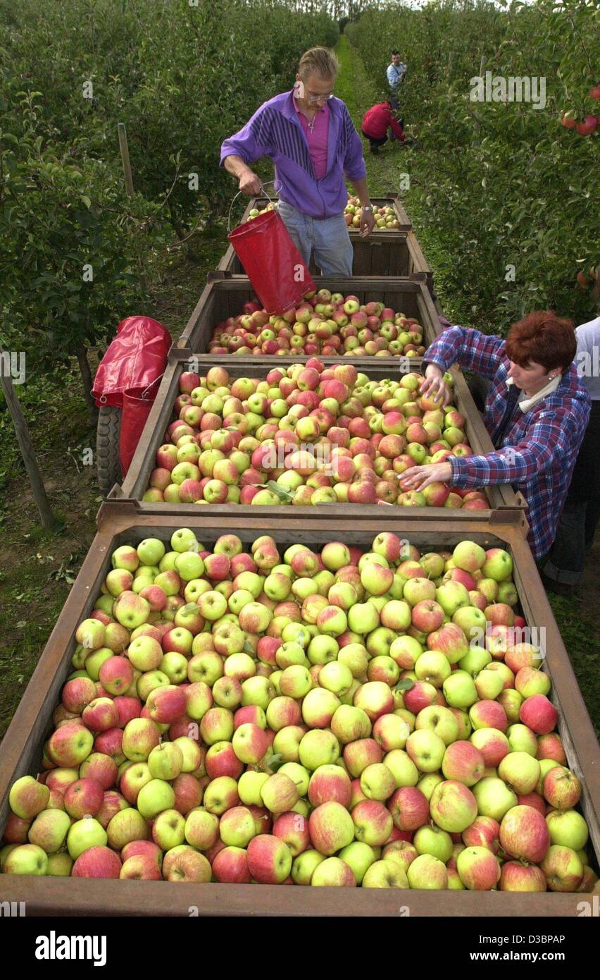 (dpa) Farm hands from Poland are picking apples at an orchard in