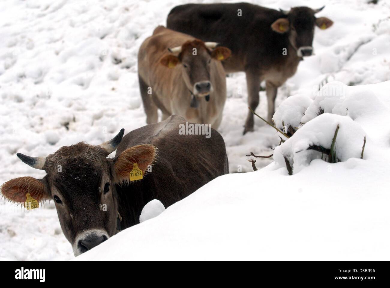 (dpa) - Three calves are standing in the snow as winter has arrived in ...
