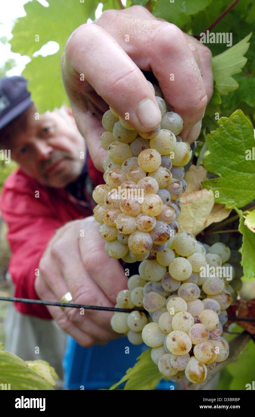 (dpa) - A man cuts a cluster of grapes in the northernmost vine of the state of Hesse in Felsberg, Germany, 2 October 2003. Stock Photo