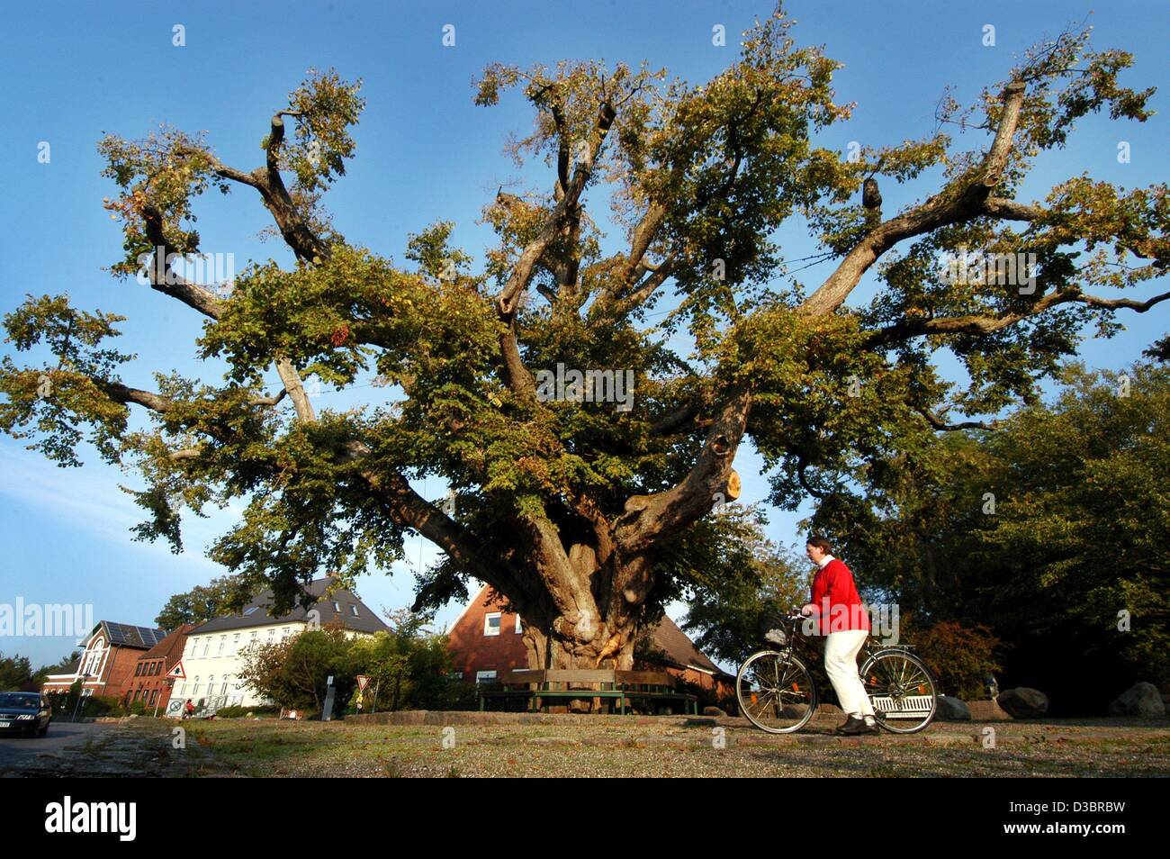 (dpa) - A woman pushes a bike past the age-old lime tree, which has been standing for about 650 years in the centre of the village of Bordesholm, northern Germany, 1 October 2003. The tree is the landmark sign of the village. Stock Photo