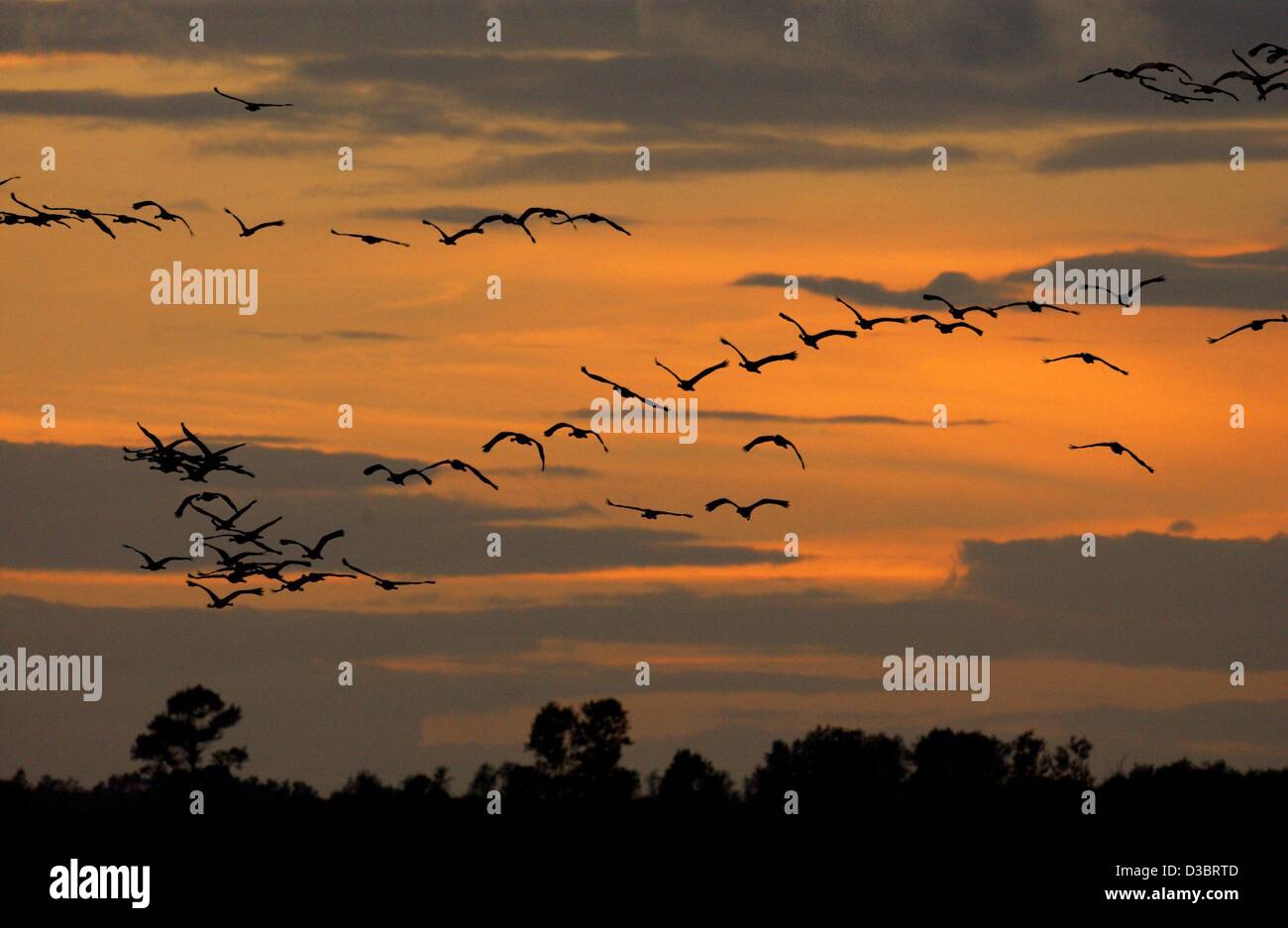 (dpa) - Cranes fly in front of a red sky, near Gross Mohrdorf, Germany, 24 September 2003. Every year the cranes fly south to overwinter in warmer countries, such as southern France, Spain or Portugal. Stock Photo