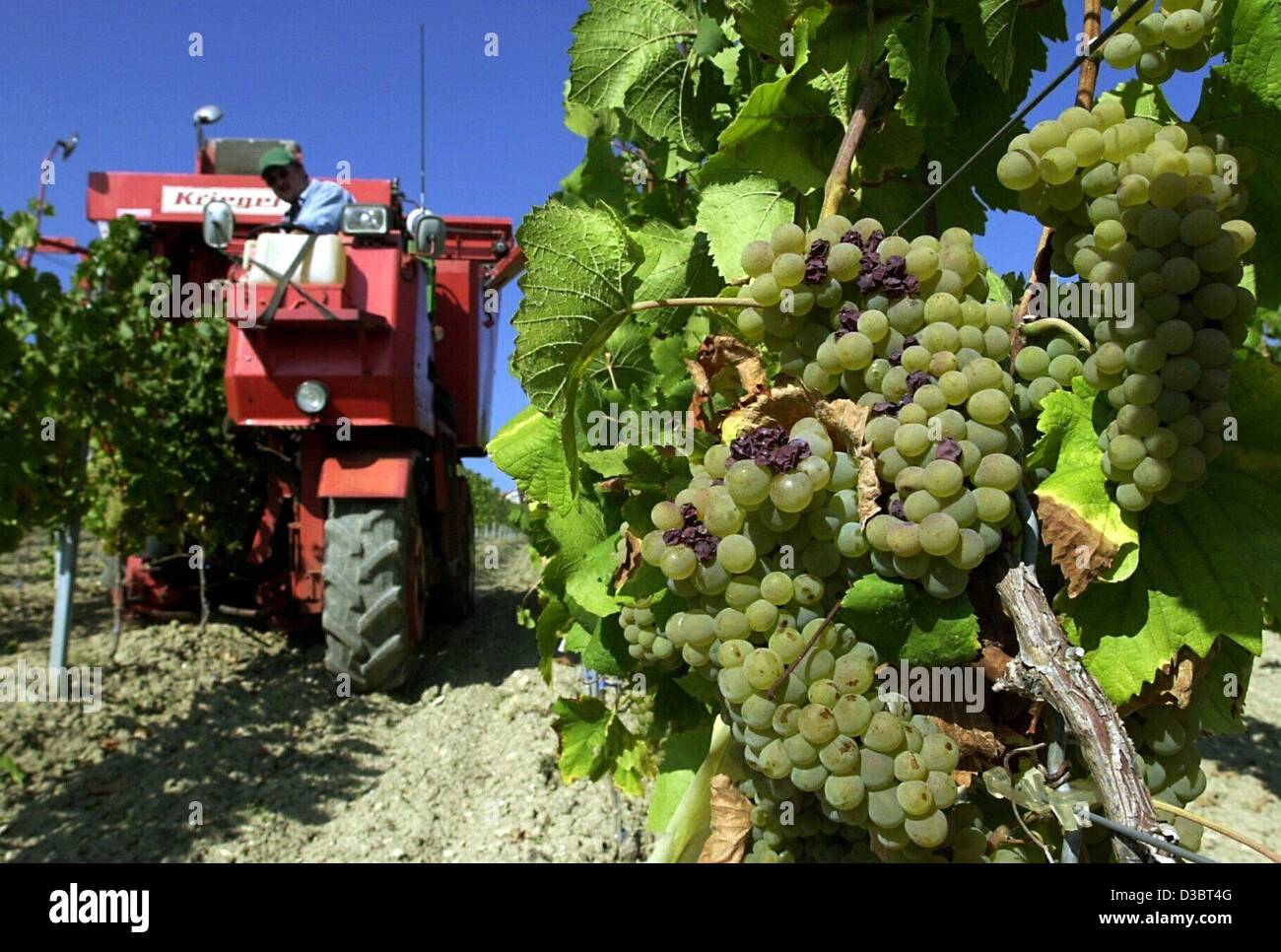 (dpa) Wine grower KarlHeinrich Hilsdorf gathers grapes with his grape gathering tractor in