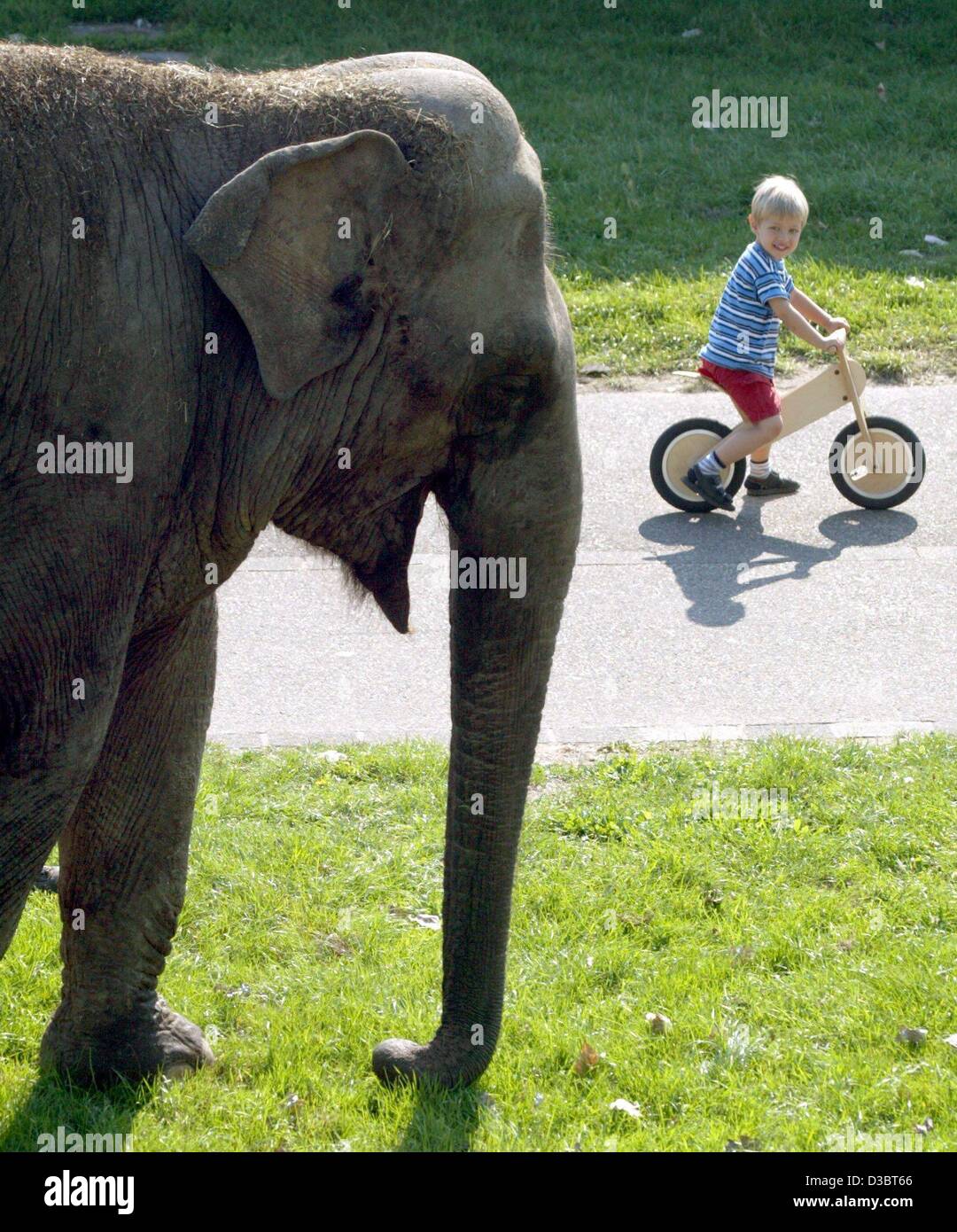 (dpa) - A little boy gazes at an elephant that grazes near a circus in Duesseldorf, Germany, 19 September 2003. Stock Photo