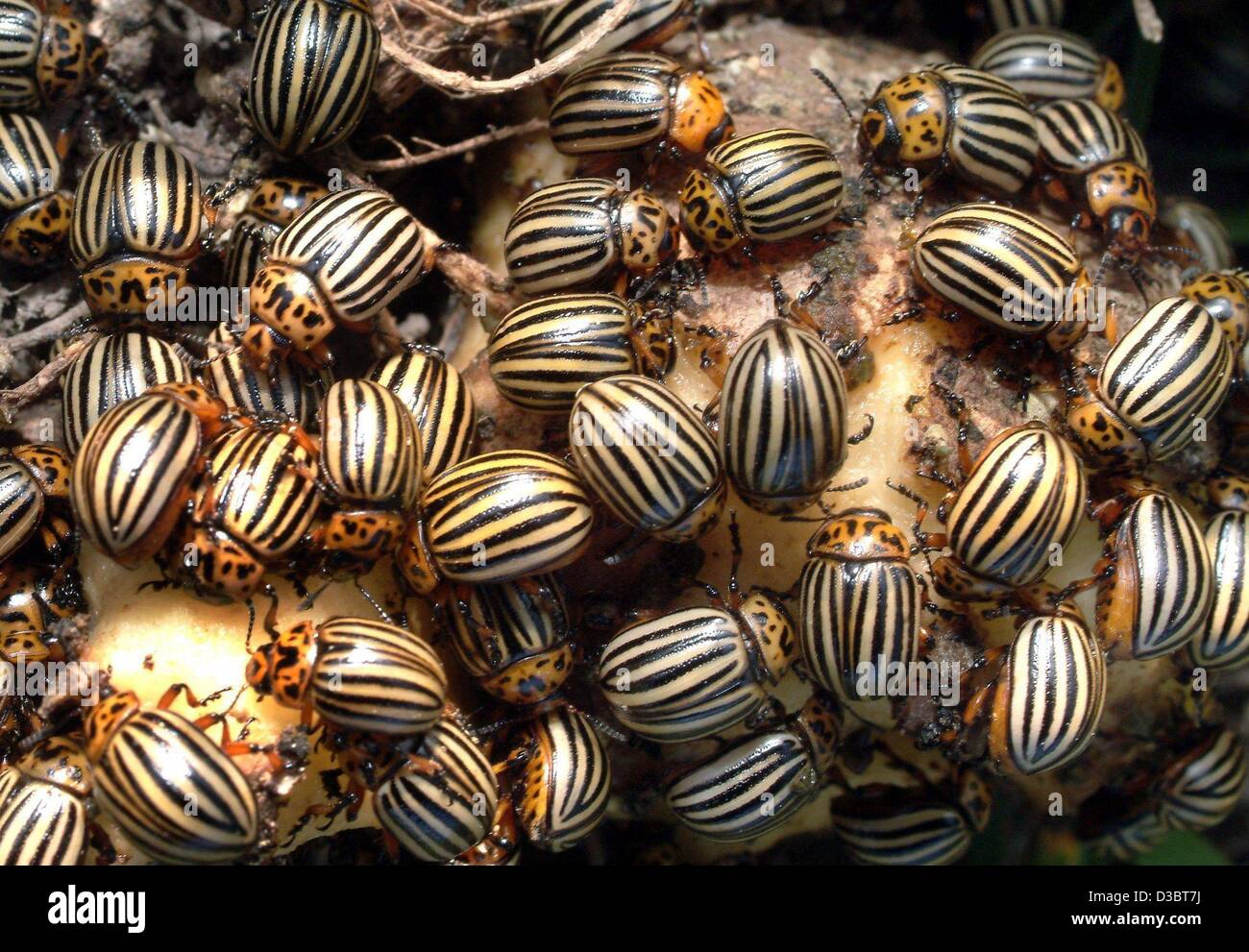 (dpa) - Numerous potatoe beetles (leptinotarsa decemlineata) scrimmage on a potatoe on a field in Luechow-Dannenberg, Germany, 17 September 2003. A mysterious plague of potatoe beetles is causing problems for the residents who live nearby the field.  Hundrest of thousends of yellow and black striped Stock Photo