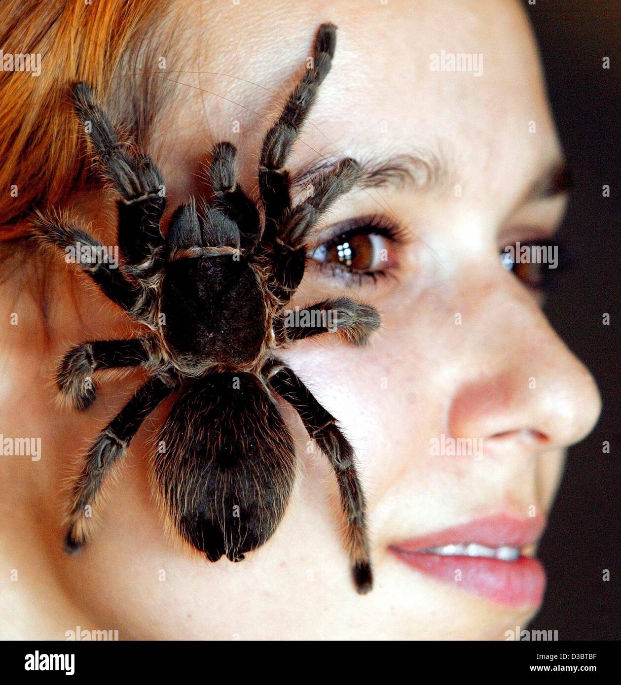 (dpa) - Nanette is a tough woman as she lets a bird-eating spider (Theraphosa leblondi Goliath) crawl a cross her cheek in the run-up to the 'Fascinating World of Spiders' special exhibition at the Museum for Natural History in leipzig, Germany, 10 September 2003. These spiders are normally found in Stock Photo