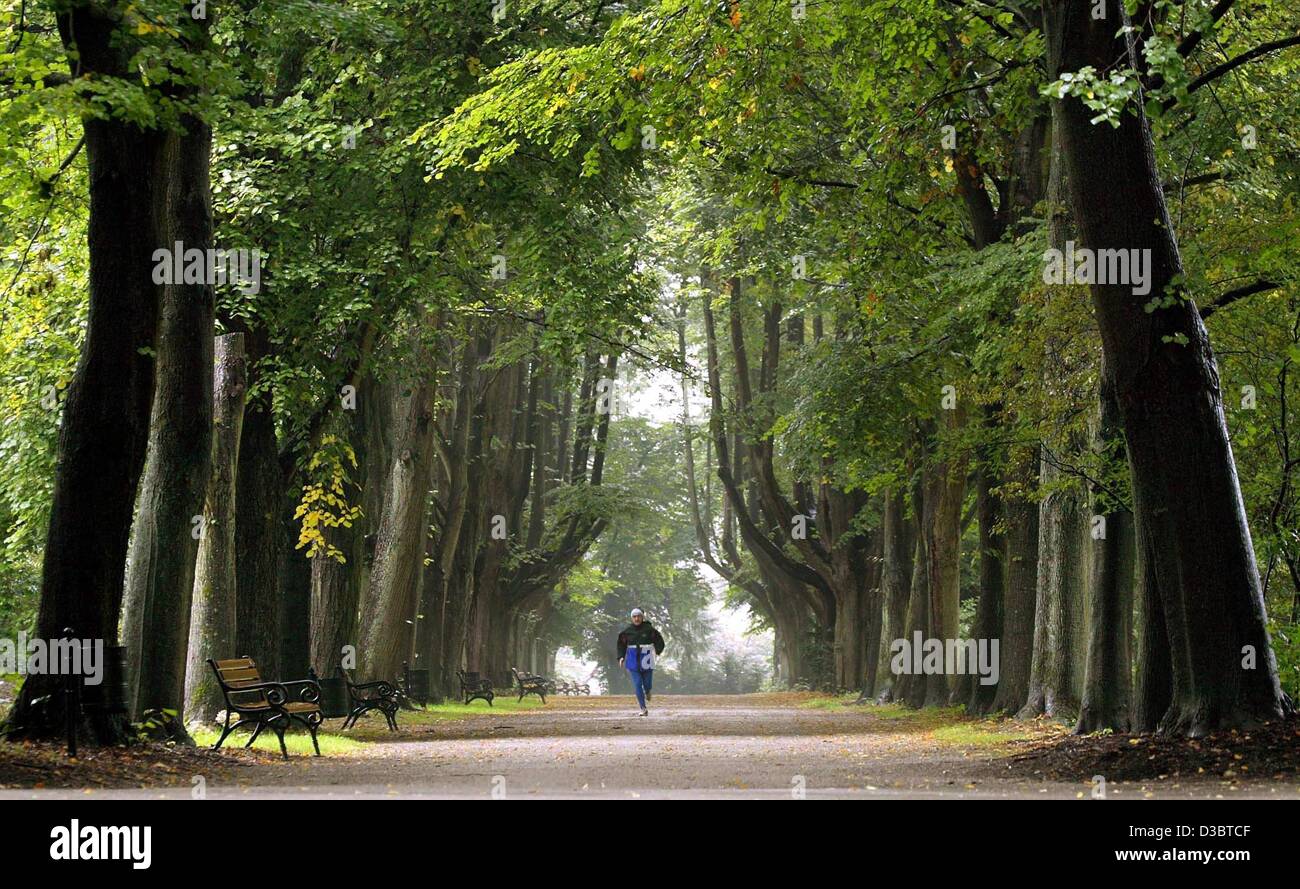 (dpa) - A jogger runs along a parkway of lime trees in a park in Dortmund, Germany, 8 September 2003. Stock Photo