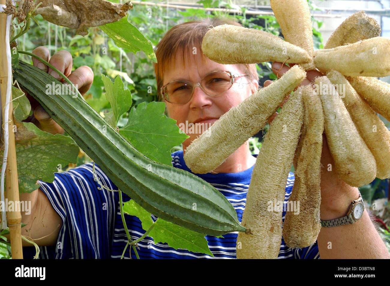 (dpa) - Karin Kiworra of the club for the preservation and recultivation of useful plants (VERN) shows a fresh sponge luffa (L) and a handful of dried sponge luffas (R), in Greifenberg, Germany, 28 August 2003. The sponge luffa plant is a tropical running vine with rounded leaves and yellow flowers. Stock Photo