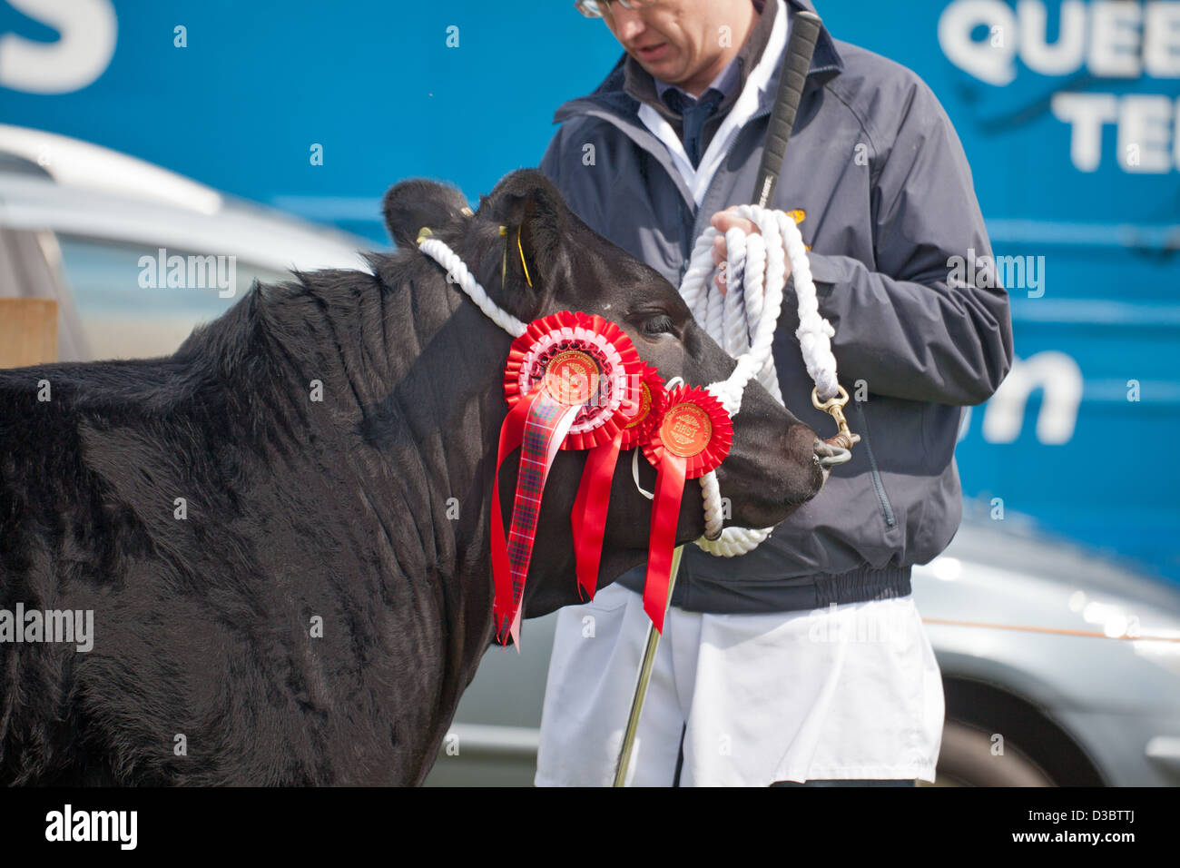 Cow handling High Resolution Stock Photography and Images - Alamy
