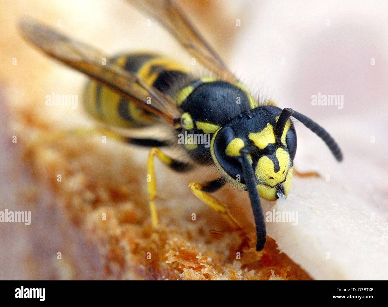 Human interest hum animals wasp wings insect ham feeding germany hi-res ...
