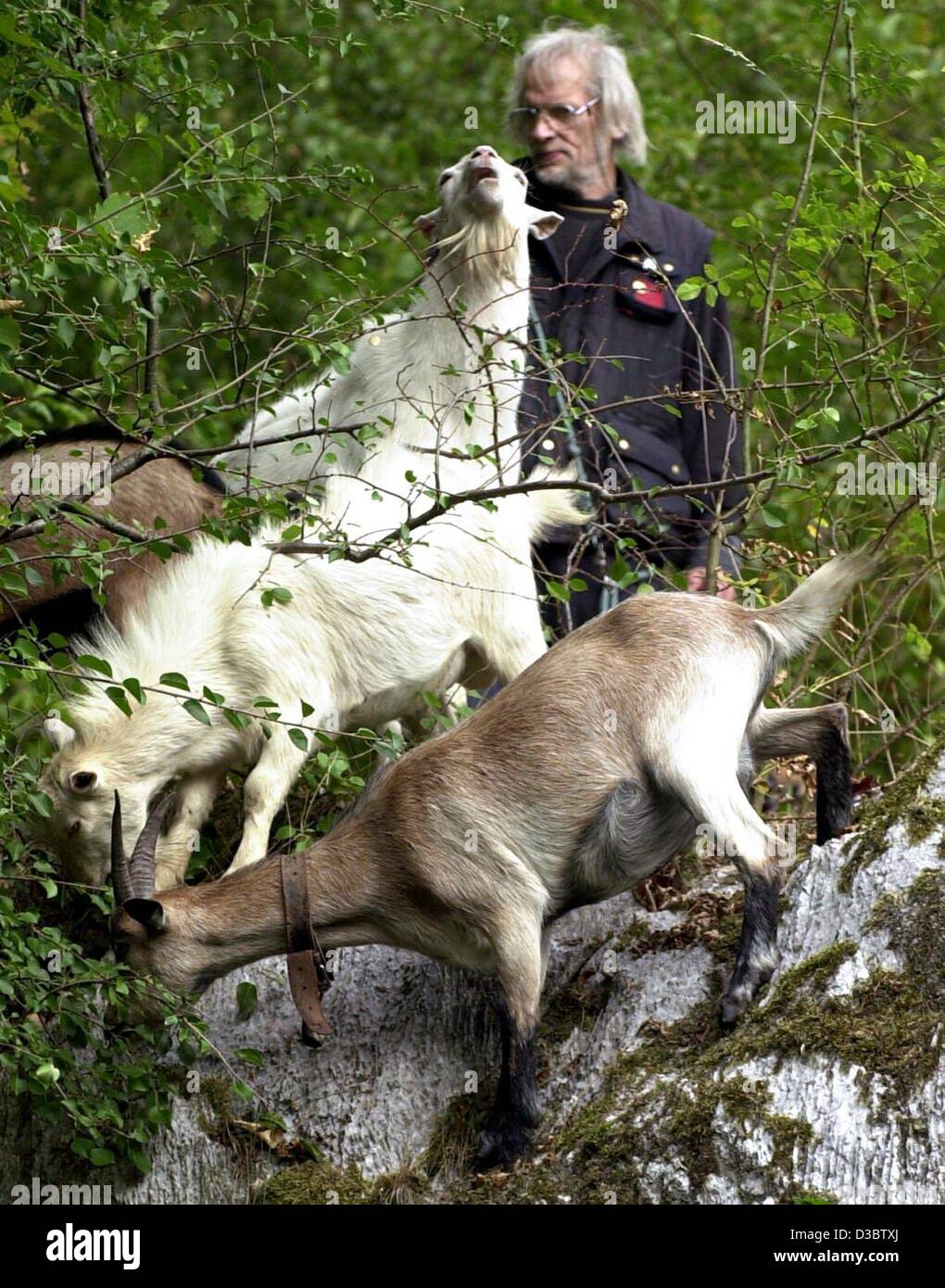 (dpa) - Charly billy goat (bottom) climbs with his relatives and Eckhard Schoene (R), Project leader of the nature conservancy association 'BUND' across the cliffs on the Kalkberg in Lueneburg, Germany, 31 August 2003. The Kalkberg is one of the oldest nature reserves in Germany in the heart of the  Stock Photo