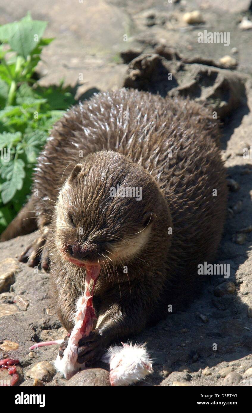 (dpa) - An Asian short clawed otter (Aonyx cinerea) enjoys a juicy bite from a dead white mouse at the zoo in Berlin, 7 August 2003. The Asian short Clawed Otter is the smallest of all otter, measuring a mere 65-90 centimetres and hardly ever reaching 5 kilogrammes. They are very group orientated, a Stock Photo