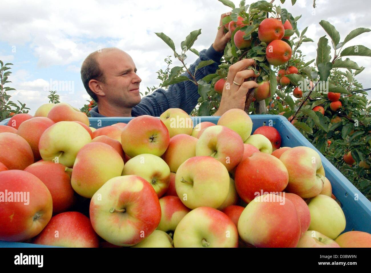 (dpa) - Fruit grower Dirk Sonntag picks apples of the Gala kind on his orchard in Gelsdorf, Germany, 19 August 2003. Apples are about two weeks early this year due to the hot summer season. Stock Photo