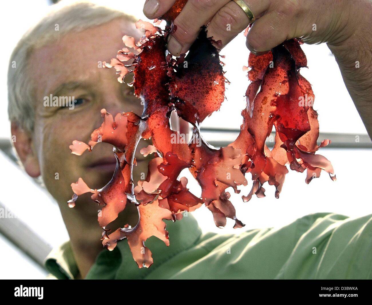 (dpa) - Marine biologist Klaus Luening looks at a dulse, an edible red seaweed, at the seaweed farm in List on the North Sea island Sylt, Germany, 29 July 2003. It is Germany's only 'breeding station' for algaes and seaweed and the algae production and marketing are tested in a project. Dulse are ap Stock Photo