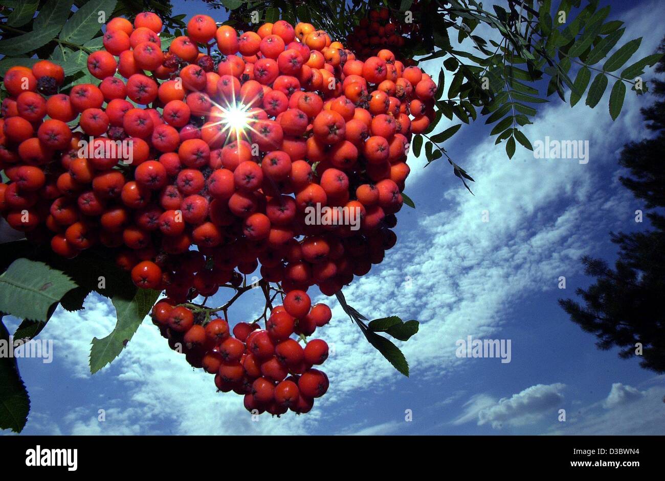 Vogelbeeren germany hi-res stock photography and images - Alamy